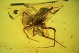 Spectacular Fossil Mothfly & Spider In Baltic Amber #84665-1
